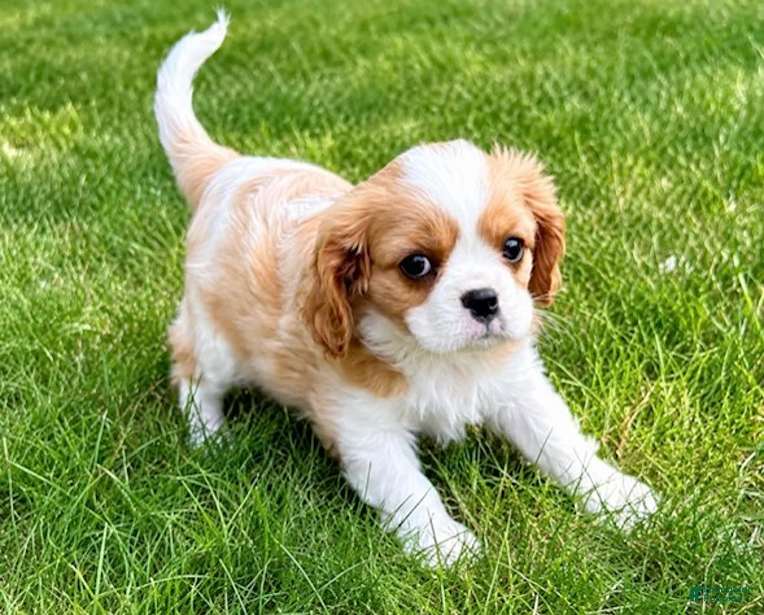 Cavalier King Charles Spaniel dogs for sale: Cavalier King Charles Spaniel (Rosie) - Ad 2