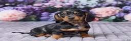 Miniature Dachshund dogs for sale: Sophie - Ad 3