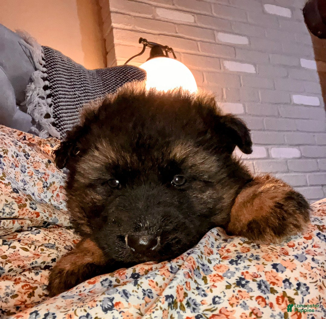 German Shepherd dogs for sale: ♥️SWEET SABLE ♥️ - Ad 39