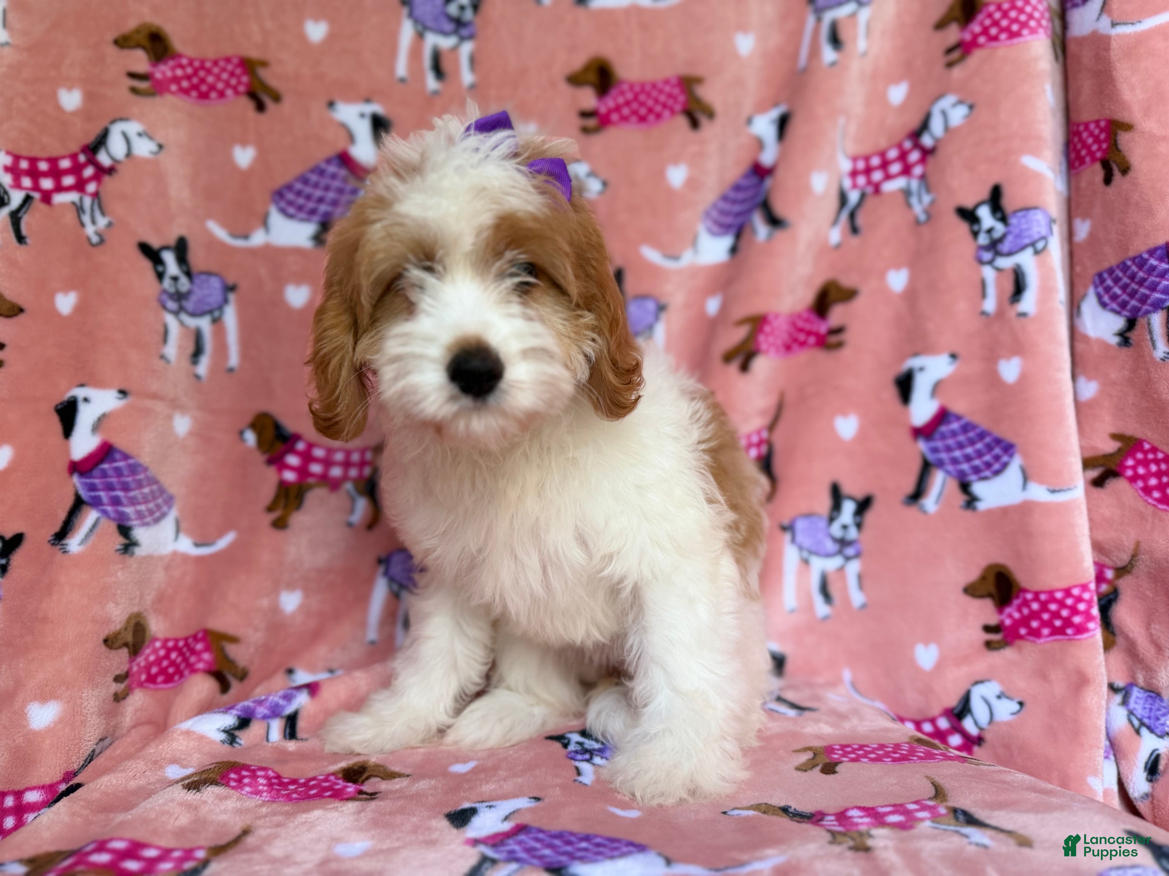 Mini Goldendoodle dogs Pumpkin  - Ad 13