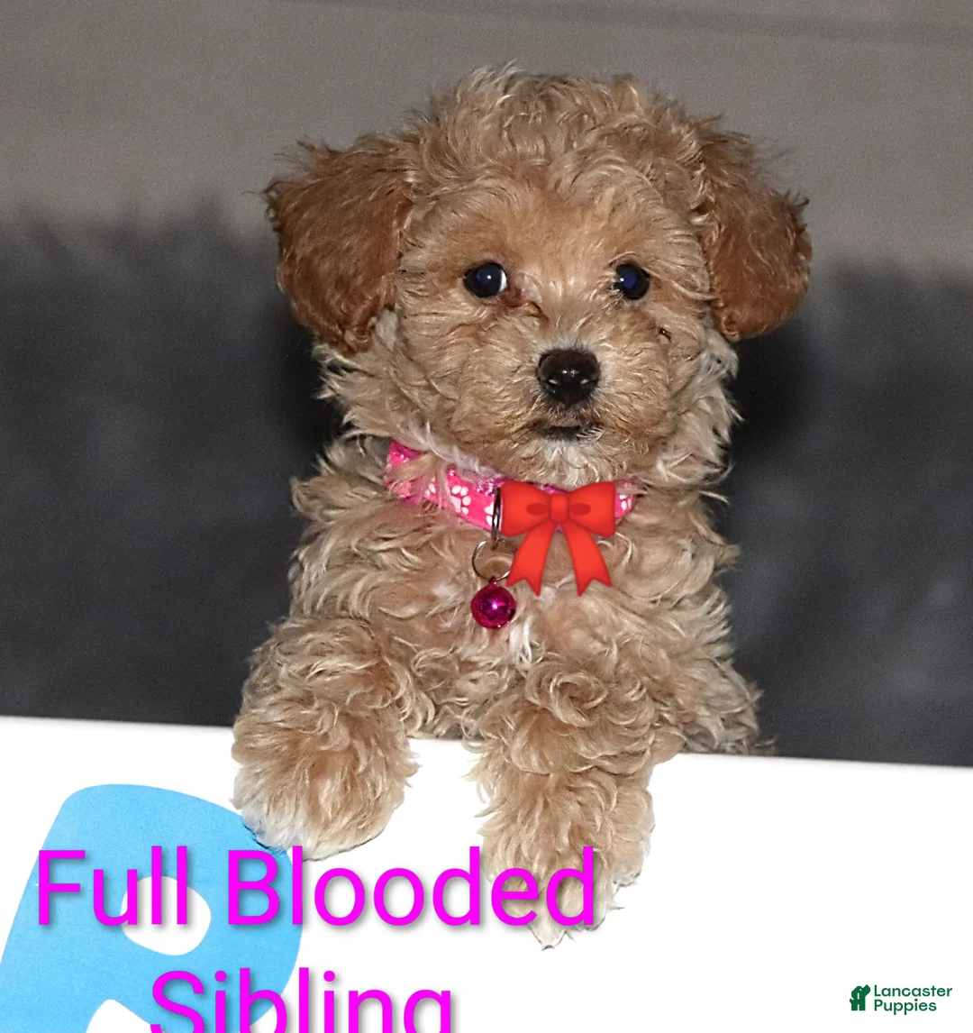 Havapoo dogs for sale: Zabrina 🌷 - Ad 1
