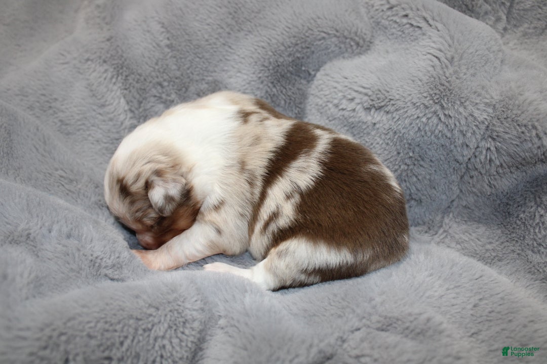 Miniature Australian Shepherd dogs for sale: Carrot  - Ad 7