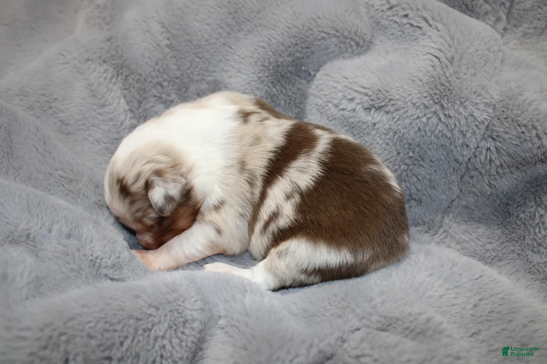 Miniature Australian Shepherd dogs for sale: Carrot  - Ad 7