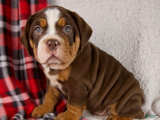 Mixed Breed dogs Fred - Ad 34