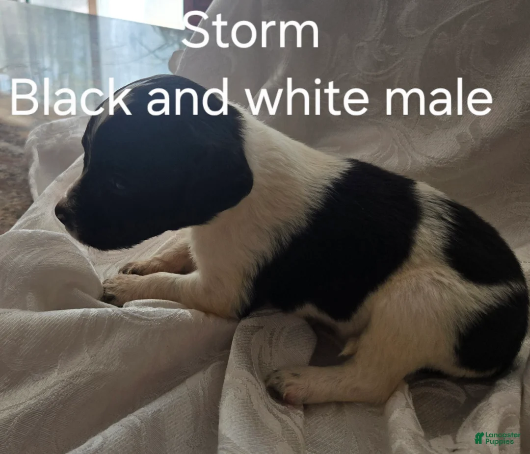 English Springer Spaniel dogs for sale: Storm - Ad 1