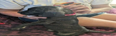 Presa Canario 3