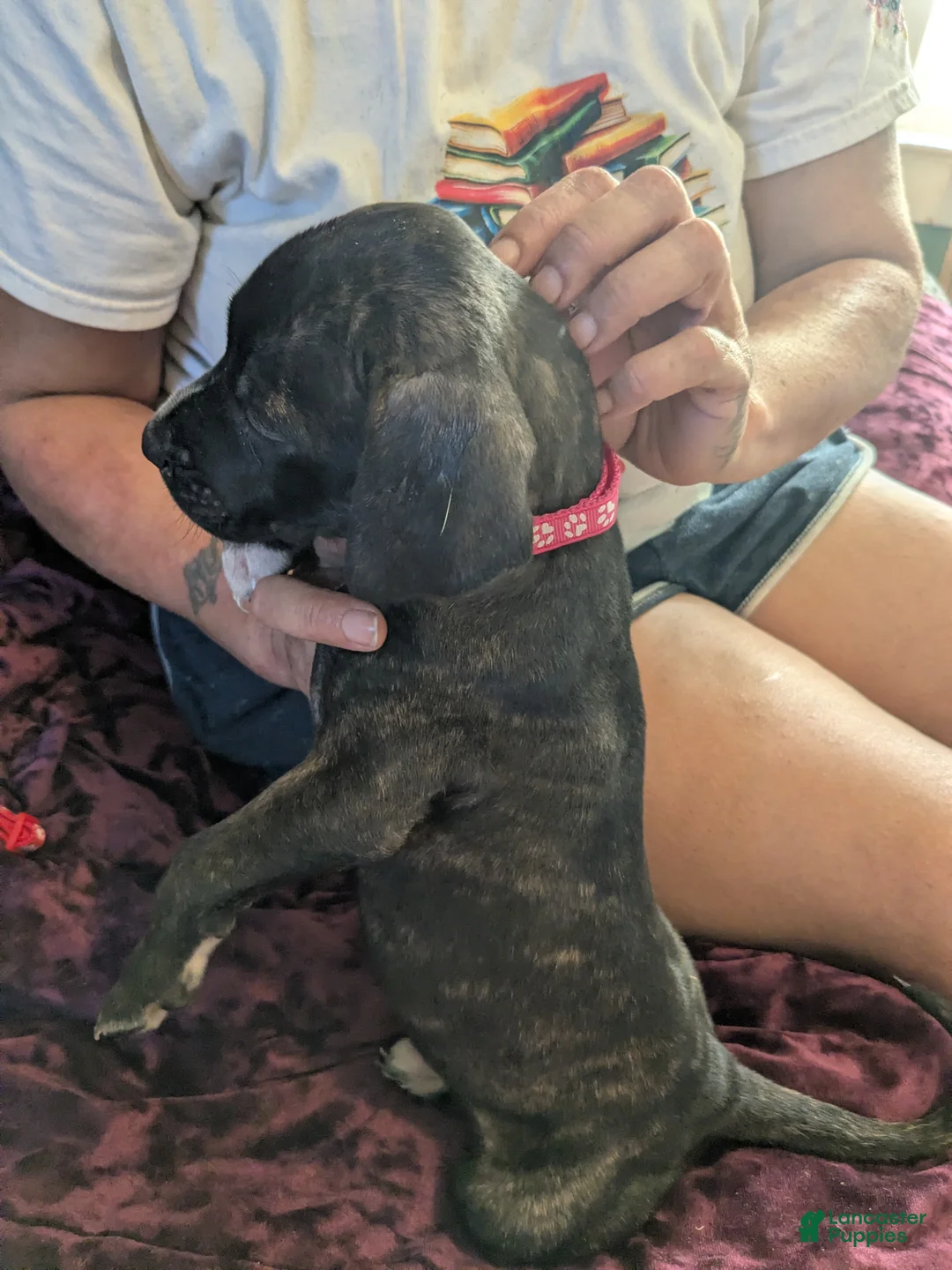 Presa Canario dogs for sale: Presa Canario 3 - Ad 1