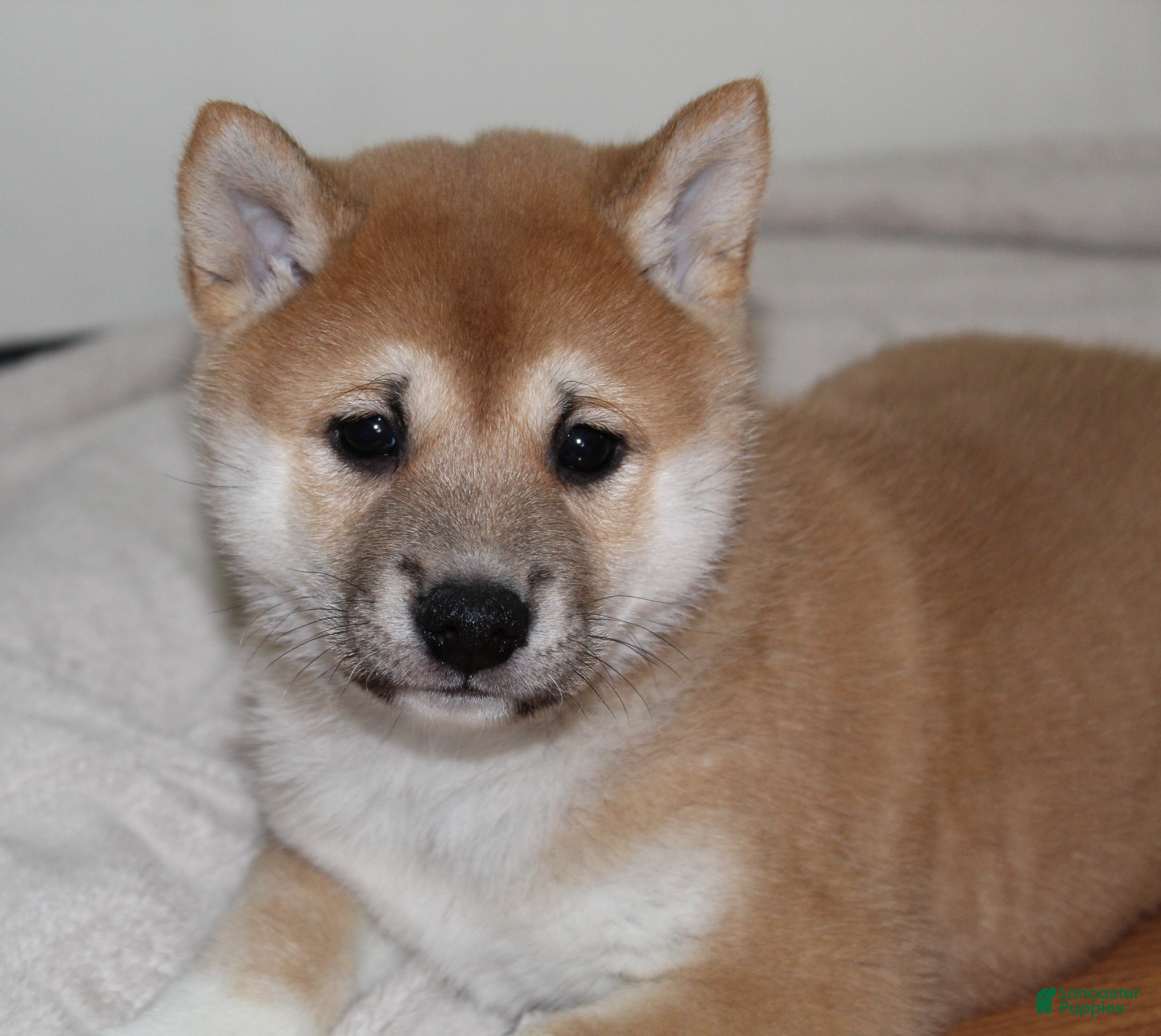 Shiba Inu dogs Toffee - Ad 1