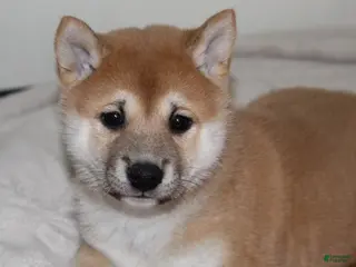 Shiba Inu dogs Toffee - Ad 19