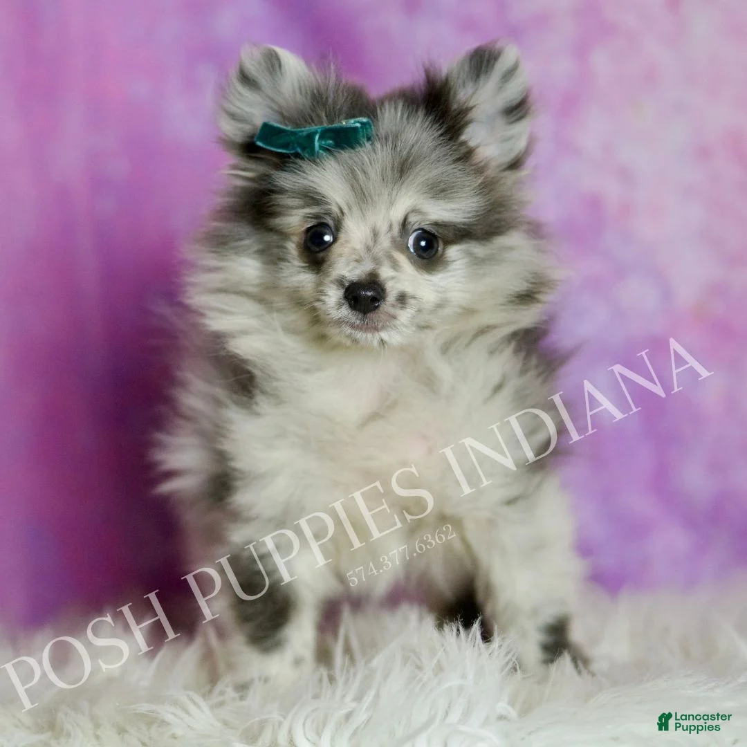 Pomeranian dogs for sale: Skyler  - Ad 7