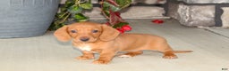 Dachshund dogs for sale: Sasha - Genetic Tested Parents - Ad 1
