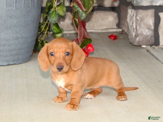 Dachshund dogs Sasha - Genetic Tested Parents - Ad 6