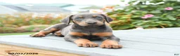 Mixed Breed dogs for sale: Fancy - Ad 2