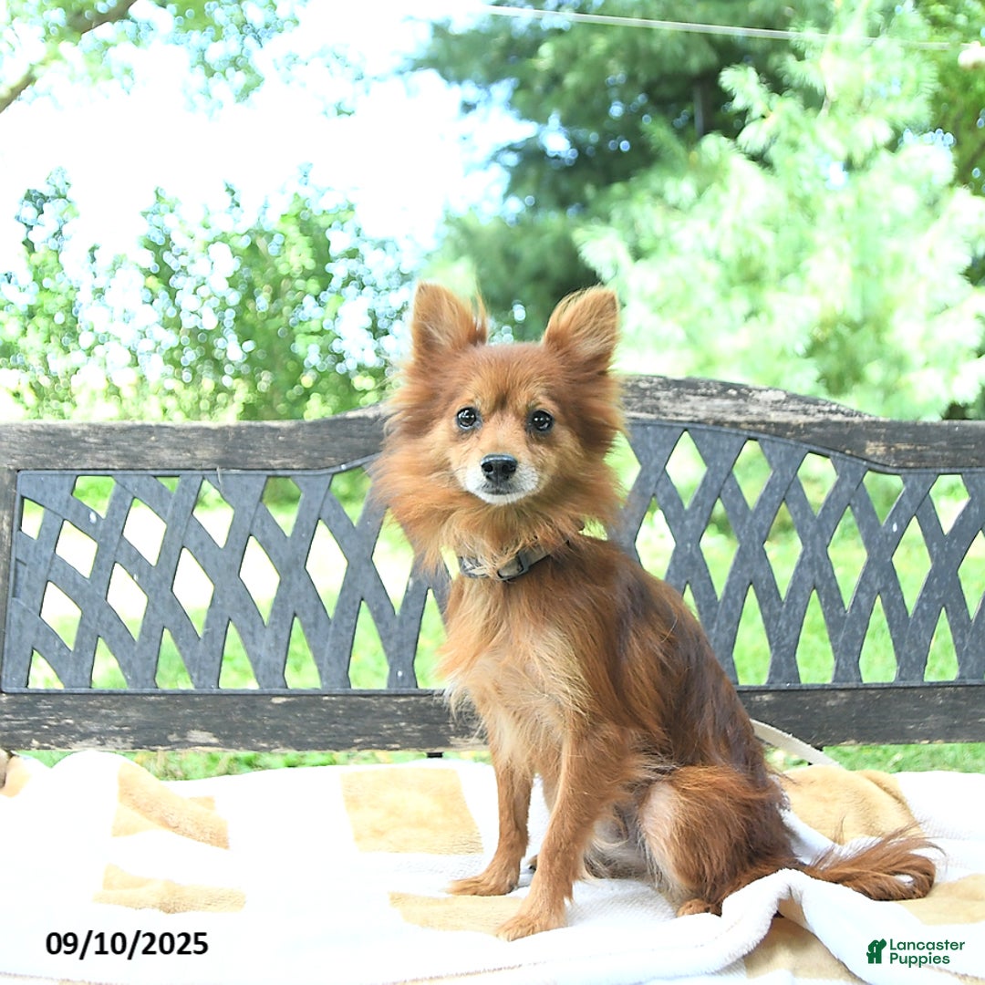 Pomapoo dogs for sale: Banjo - Ad 16