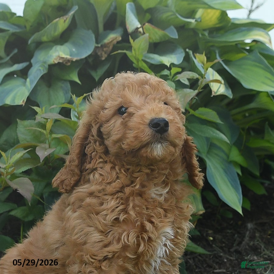 Mini Goldendoodle dogs Napoleon - Ad 2