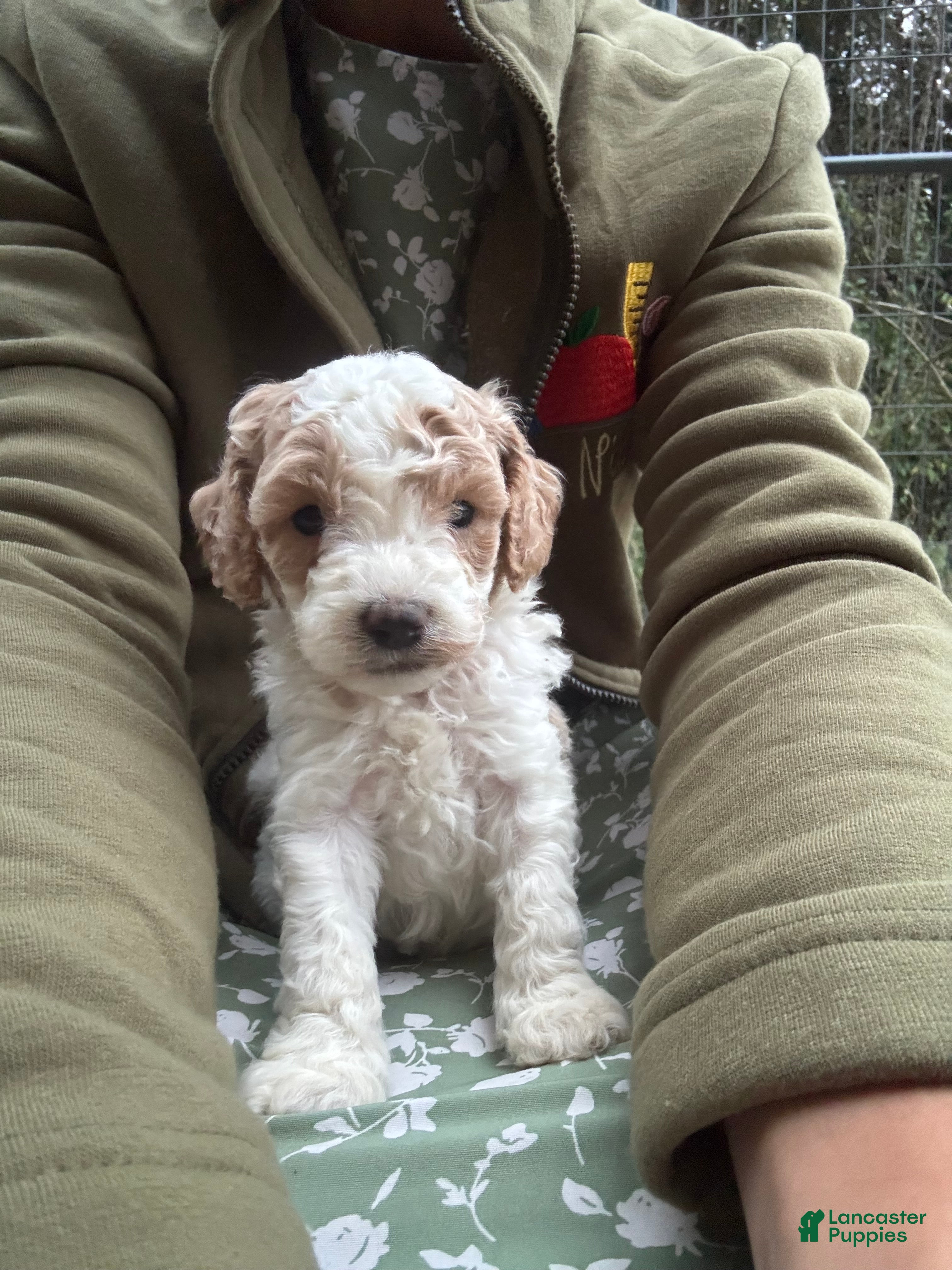 Cavapoo dogs for sale: Flint - Ad 39