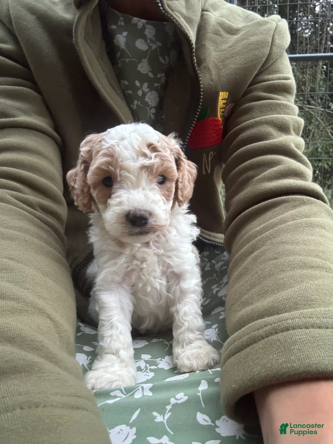 Cavapoo dogs for sale: Flint - Ad 1