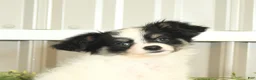 Papillon dogs for sale: Moss - Ad 9