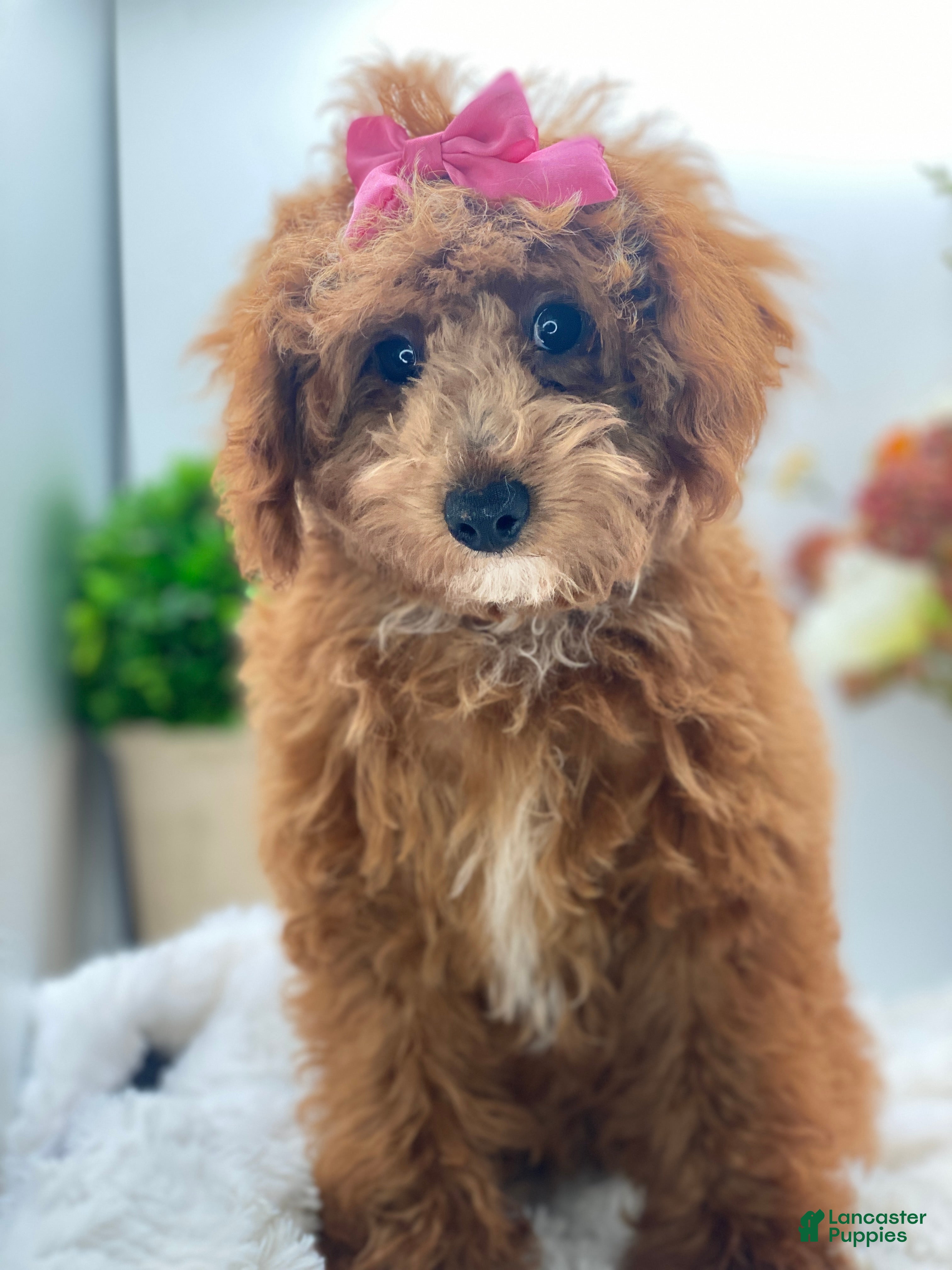 Miniature Poodle dogs RENEE - Ad 2