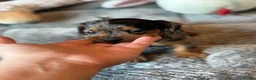 Dachshund dogs for sale: Dachshund 1 - Ad 3