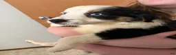 Border Collie dogs for sale: Border Collie 1 - Ad 4