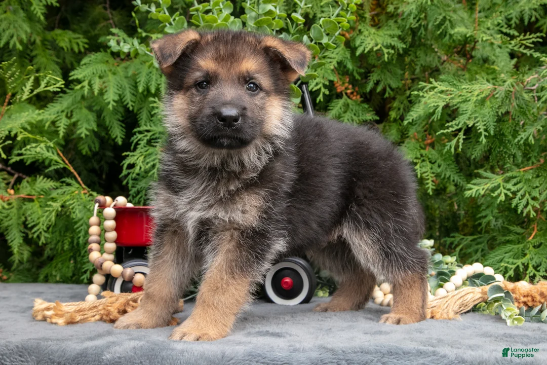 German Shepherd dogs for sale: Vader - Ad 2