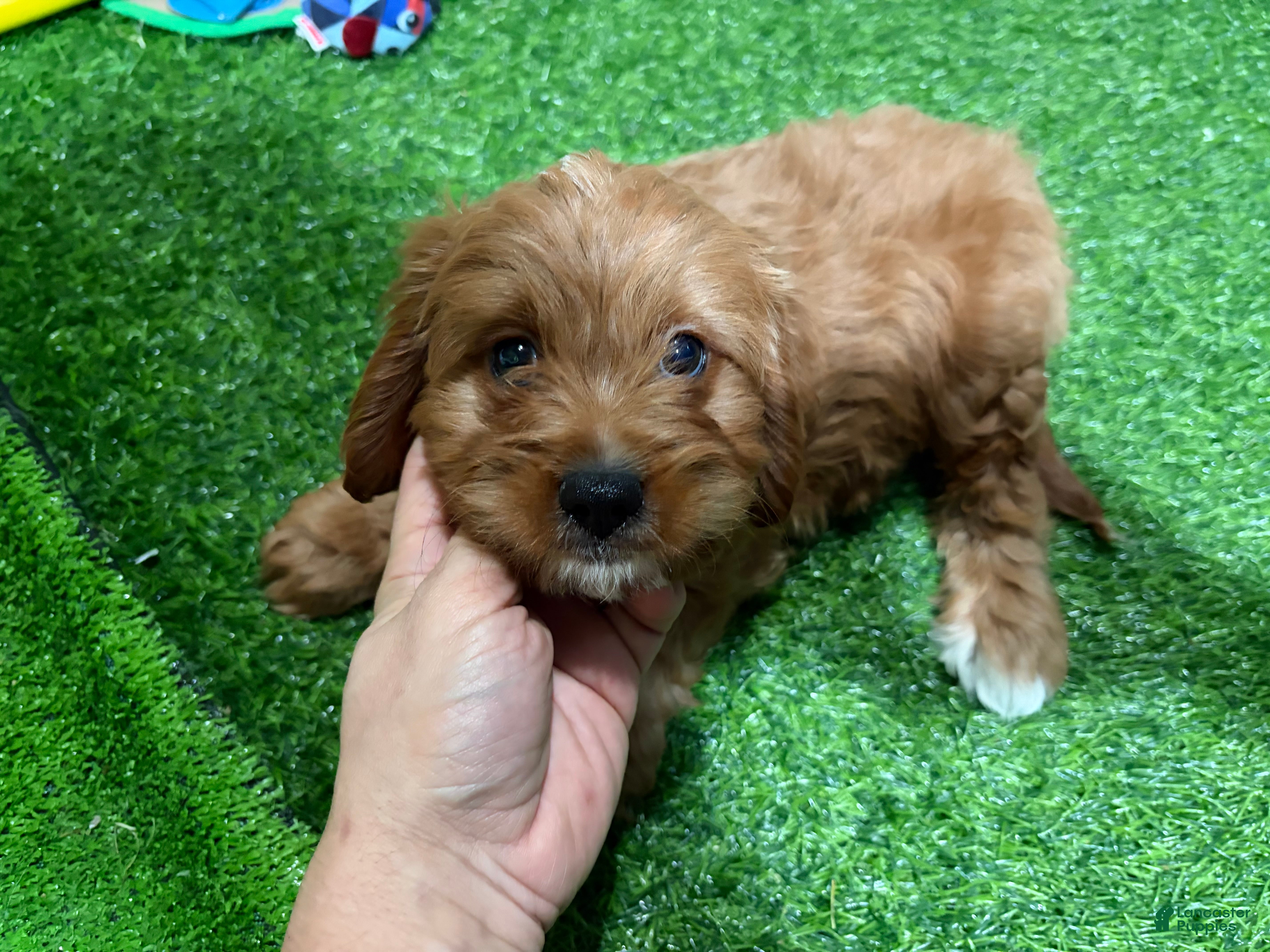 Cavapoo dogs for sale: Ulna - Ad 2