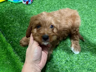 Cavapoo dogs for sale: Ulna - Ad 2