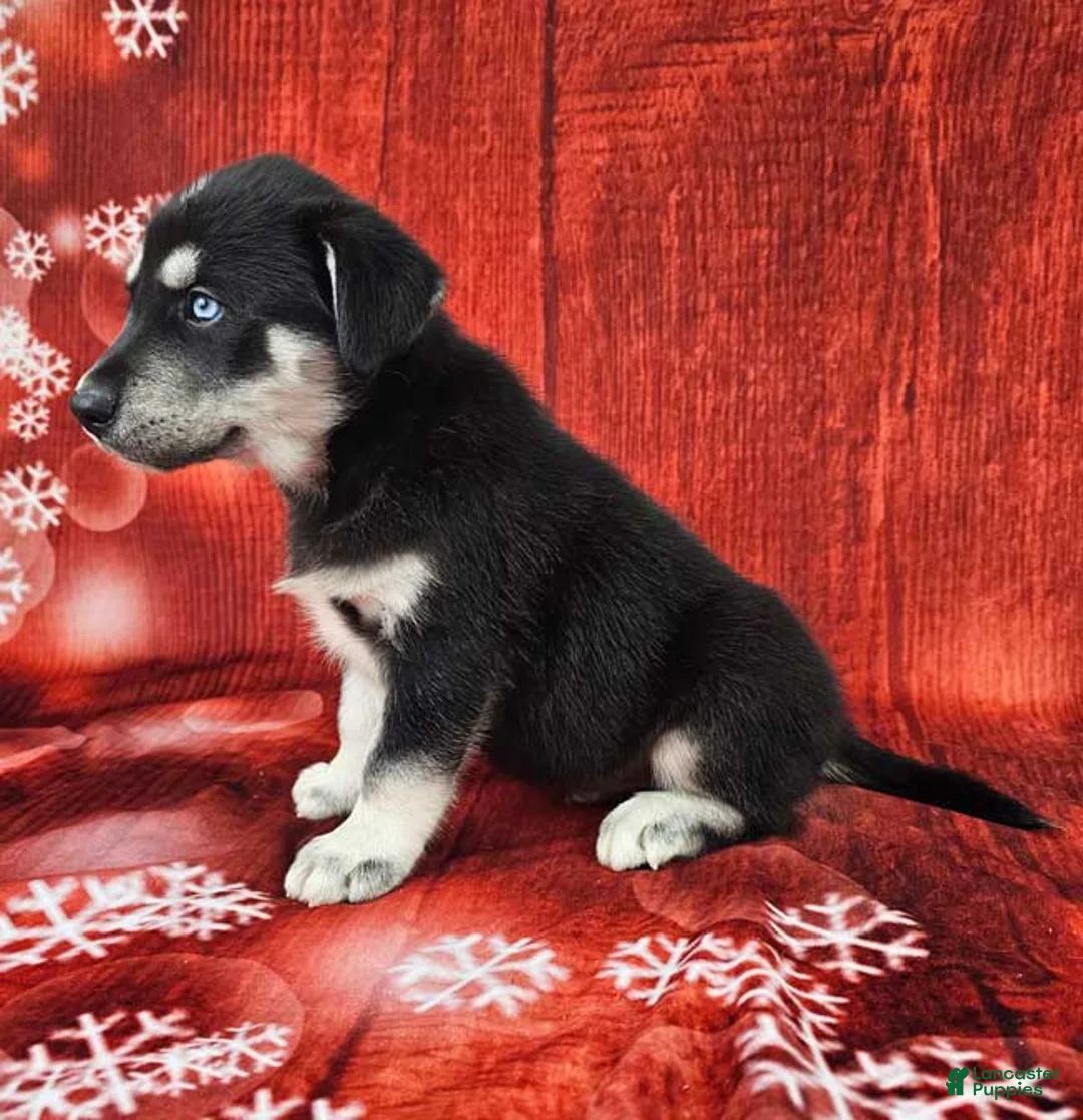 Goberian dogs for sale: Denali - Ad 3