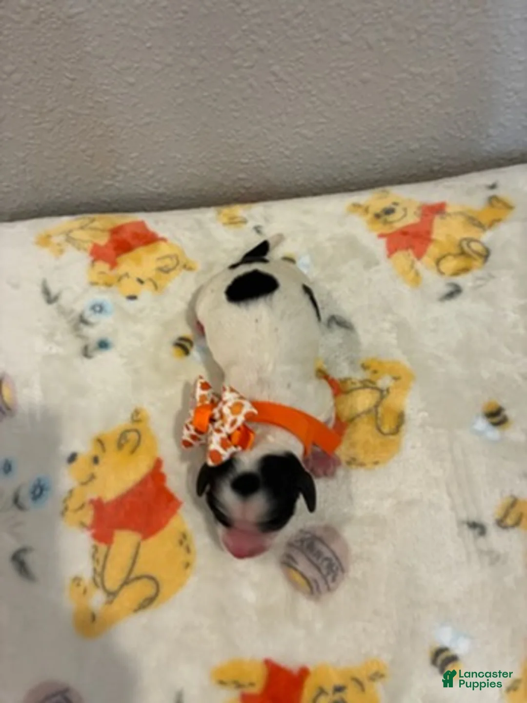 Cockapoo dogs for sale: Girl  - Ad 1