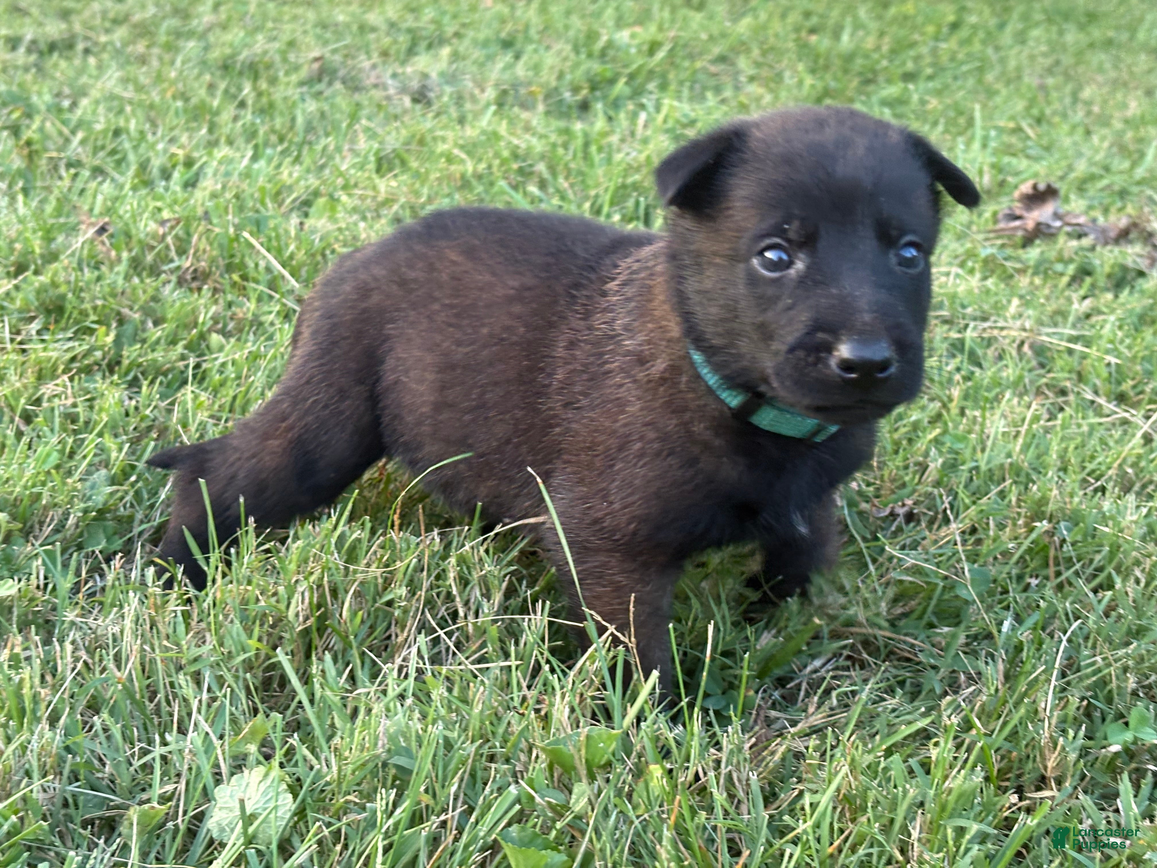 Belgian Malinois