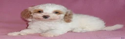 Miniature Poodle dogs for sale: Lola - Ad 3
