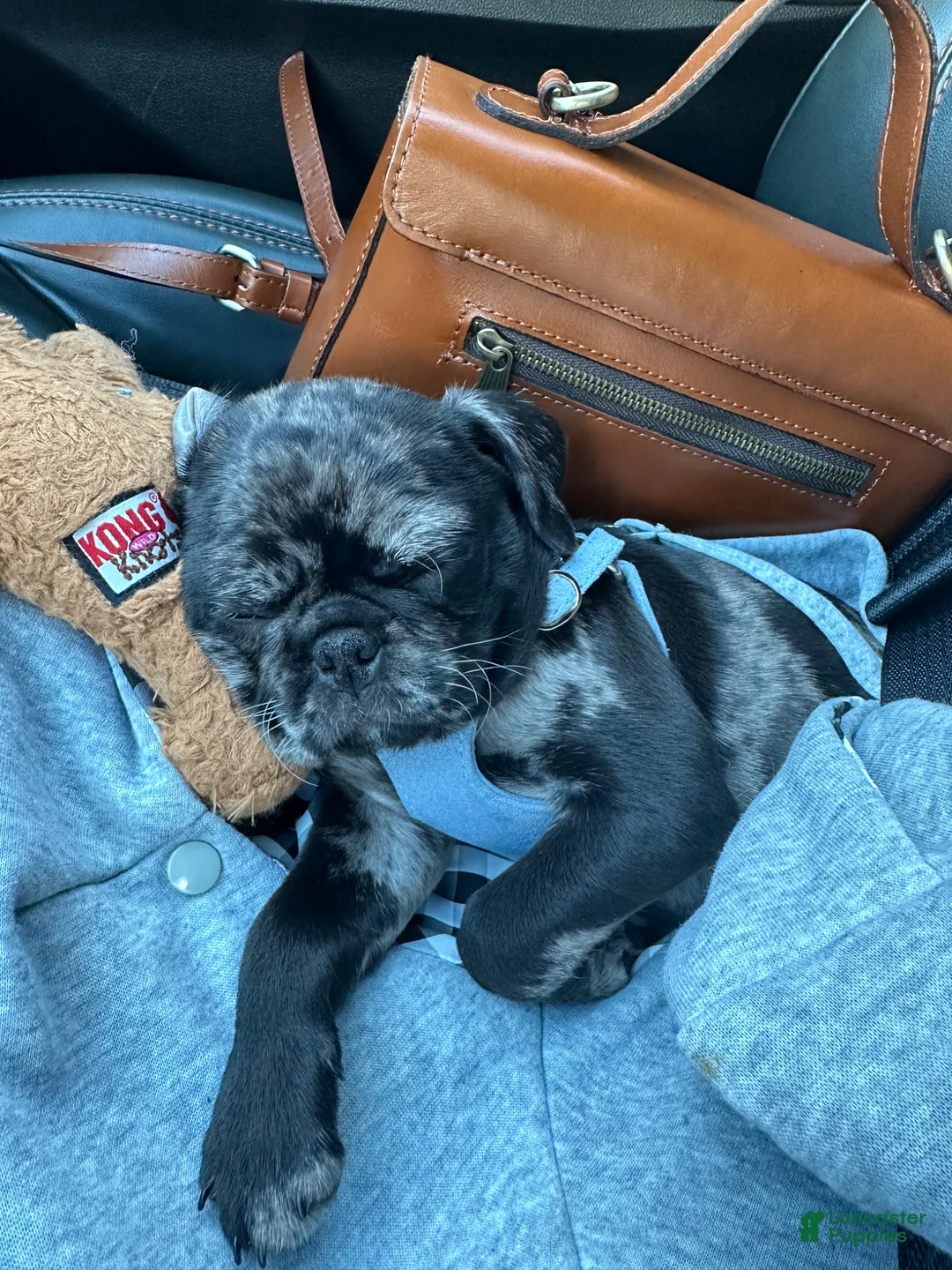 Pug dogs for sale: Rambo - Ad 6