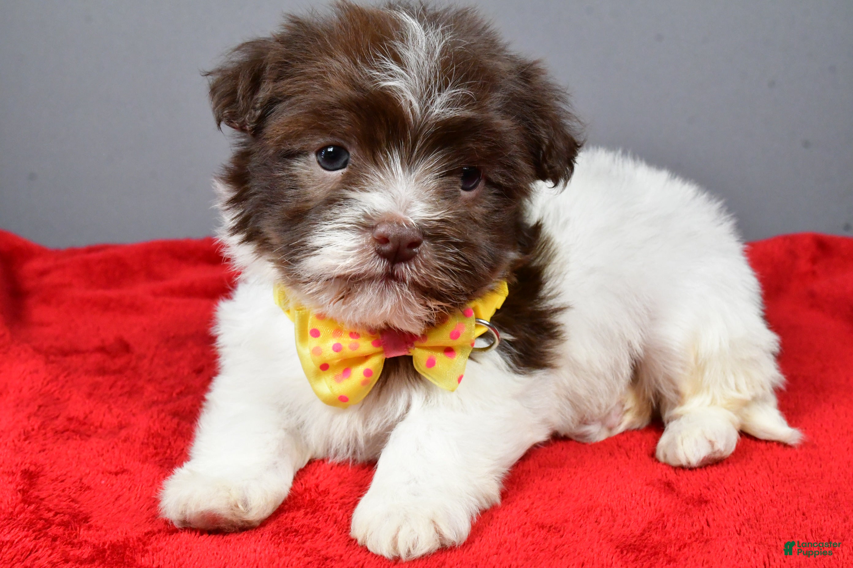 Havanese dogs Champ - Ad 37