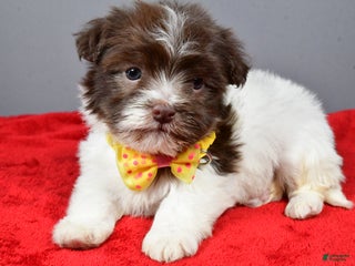 Havanese dogs Champ - Ad 37