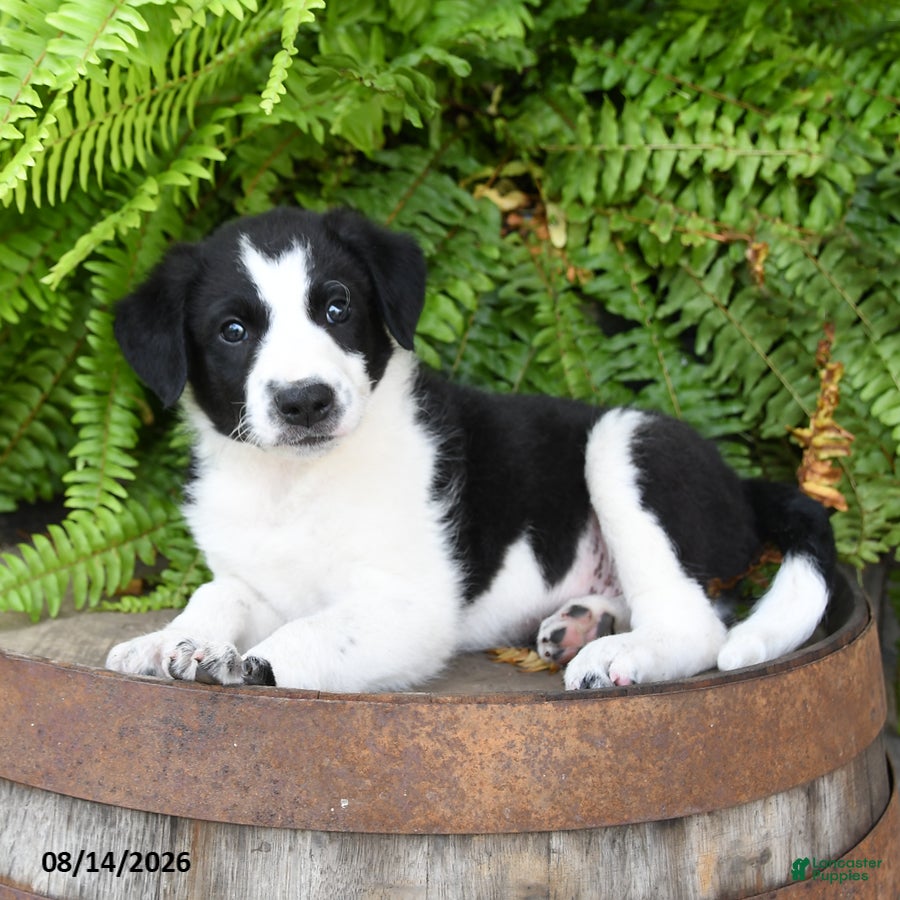 Mixed Breed dogs Jayme - Ad 1