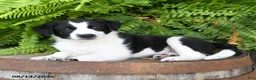 Mixed Breed dogs for sale: Jayme - Ad 1