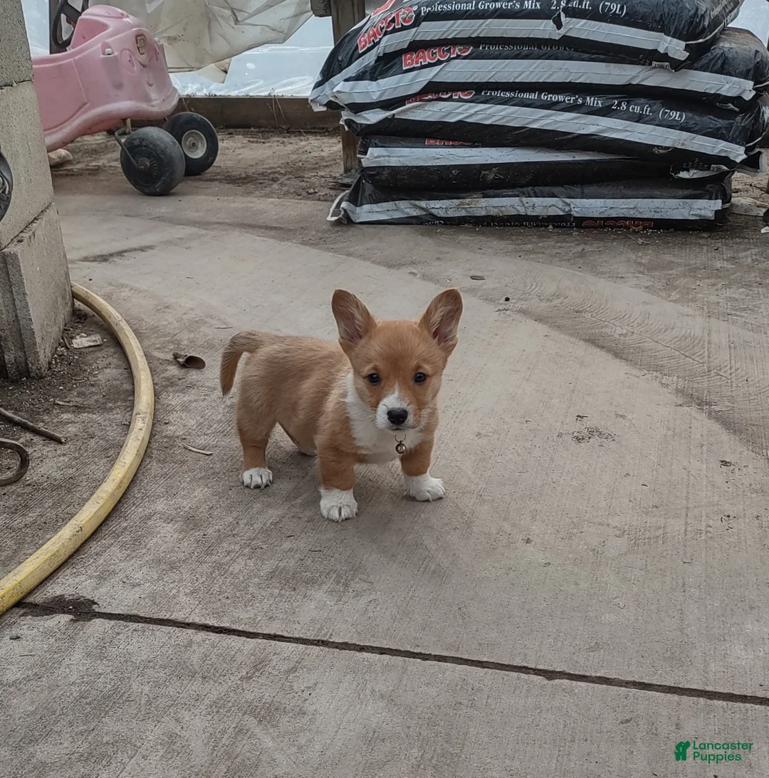 Welsh Corgi Pembroke dogs for sale: Brown Collar  - Ad 2