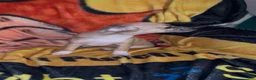 Chiweenie dogs for sale: Mai Tai  - Ad 11