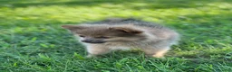 Pomeranian dogs for sale: Pip - Ad 4