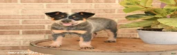 Australian Cattle Dog dogs for sale: Mya - Ad 3