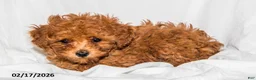 Toy Poodle dogs for sale: Sonya - Ad 5