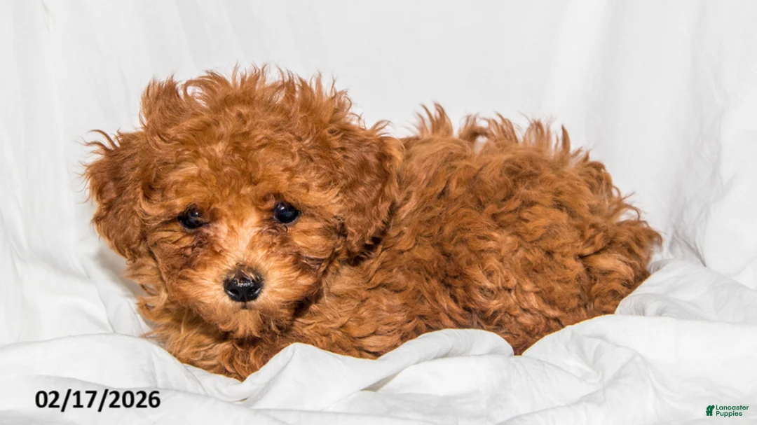 Toy Poodle dogs for sale: Sonya - Ad 5