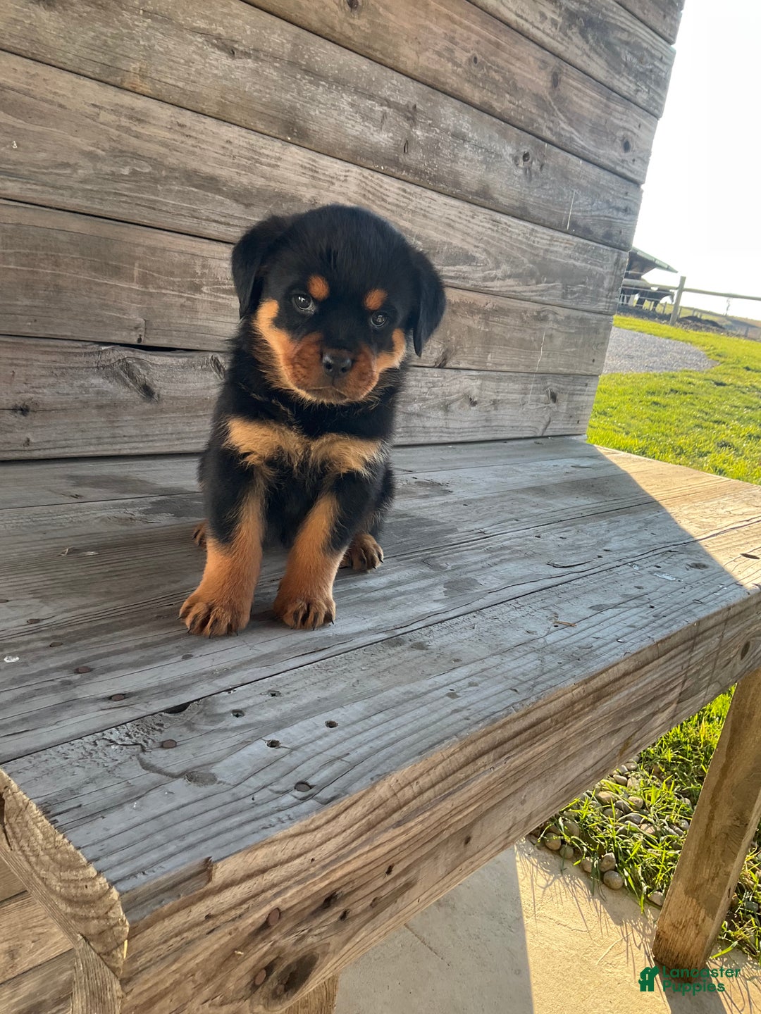 Rottweiler dogs for sale: Daisy  - Ad 15