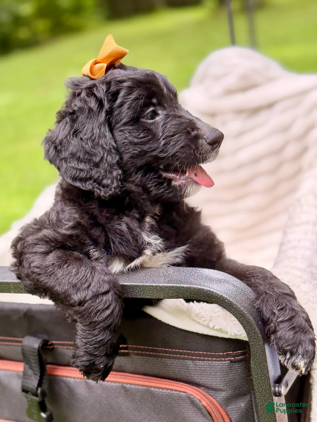 Bernedoodle dogs for sale: Brown Dahlia AKA ”Brownie” - Ad 2