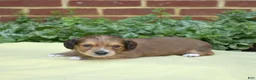 Miniature Dachshund dogs for sale: Ridge  - Ad 5