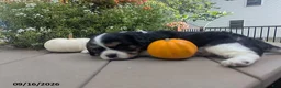 Cavalier King Charles Spaniel dogs for sale: Talith - Ad 5
