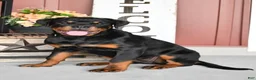 Rottweiler dogs for sale: Rottweiler 1 - Ad 2