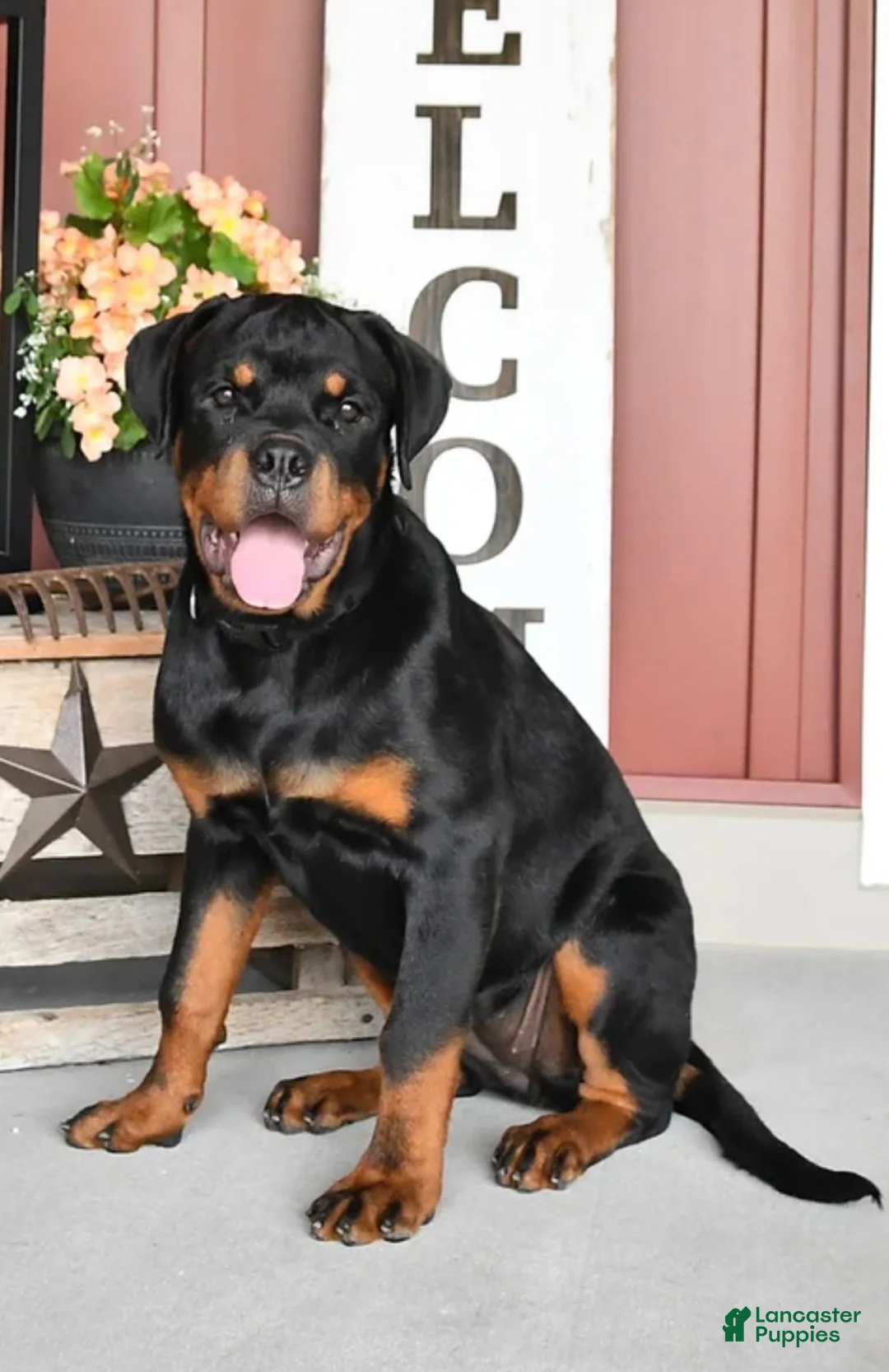 Rottweiler dogs for sale: Rottweiler 1 - Ad 2