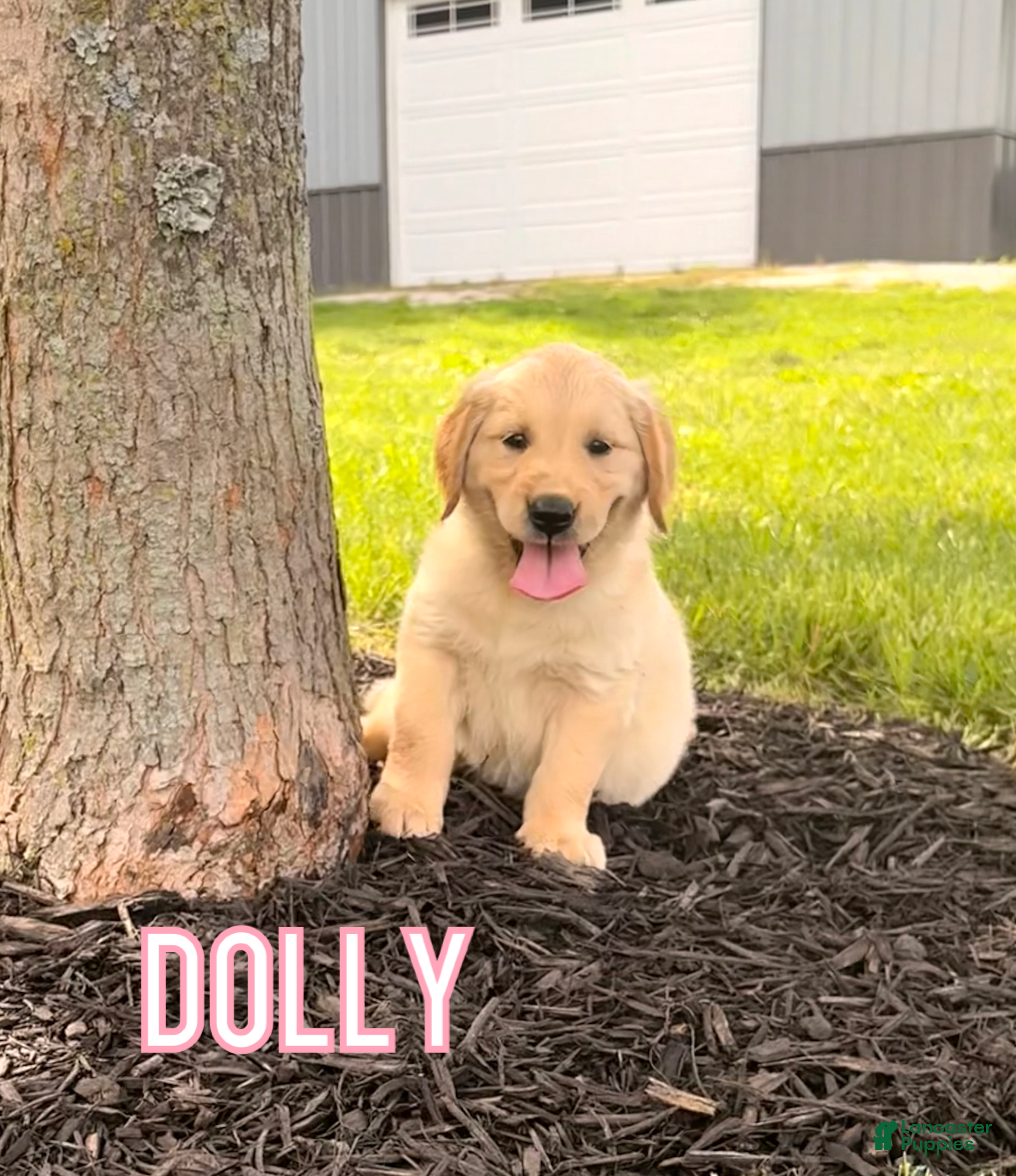 Golden Retriever dogs Dolly - Ad 33